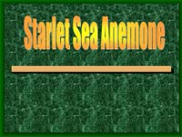 Terrestrial (a) and marine coral reef (b) mesocosms.